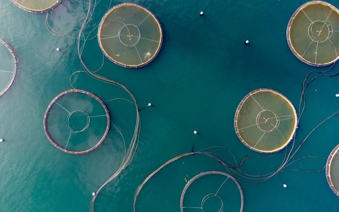 Small-Scale Aquaculture vs Industrial Farming