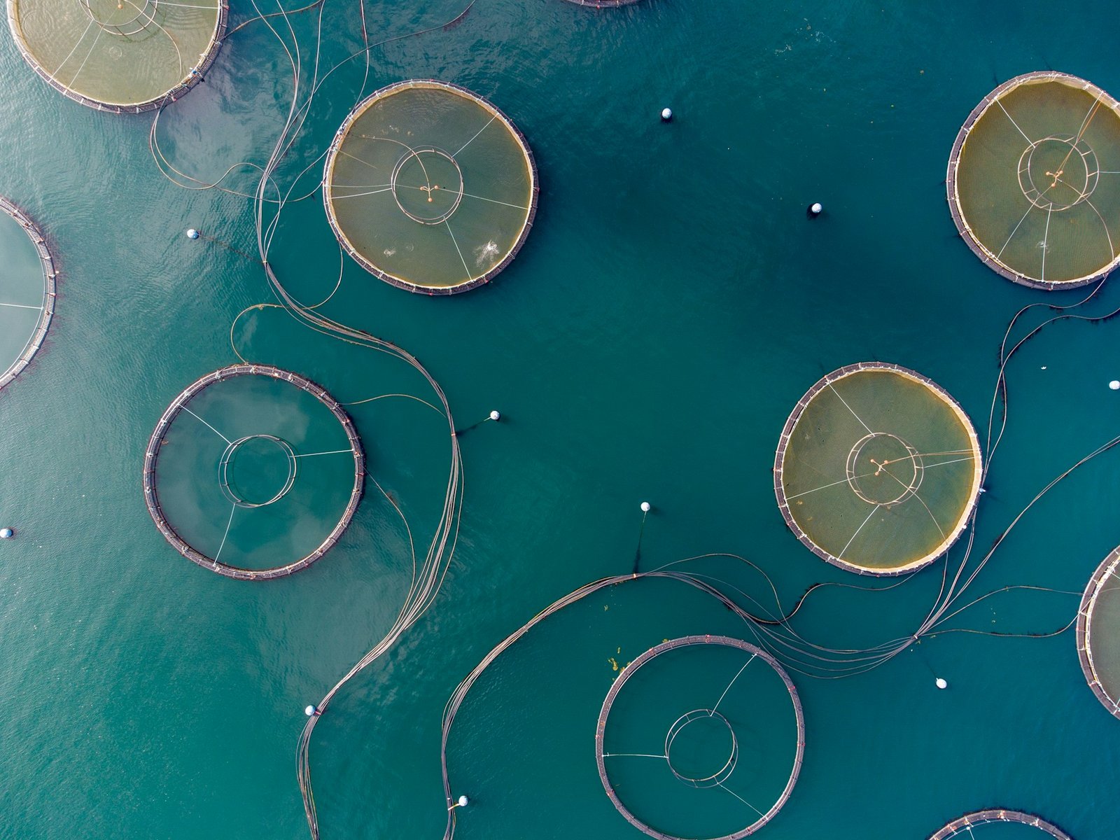 Fish farm