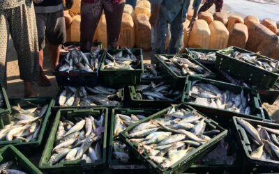 New Trade Rules for Seafood Exporters