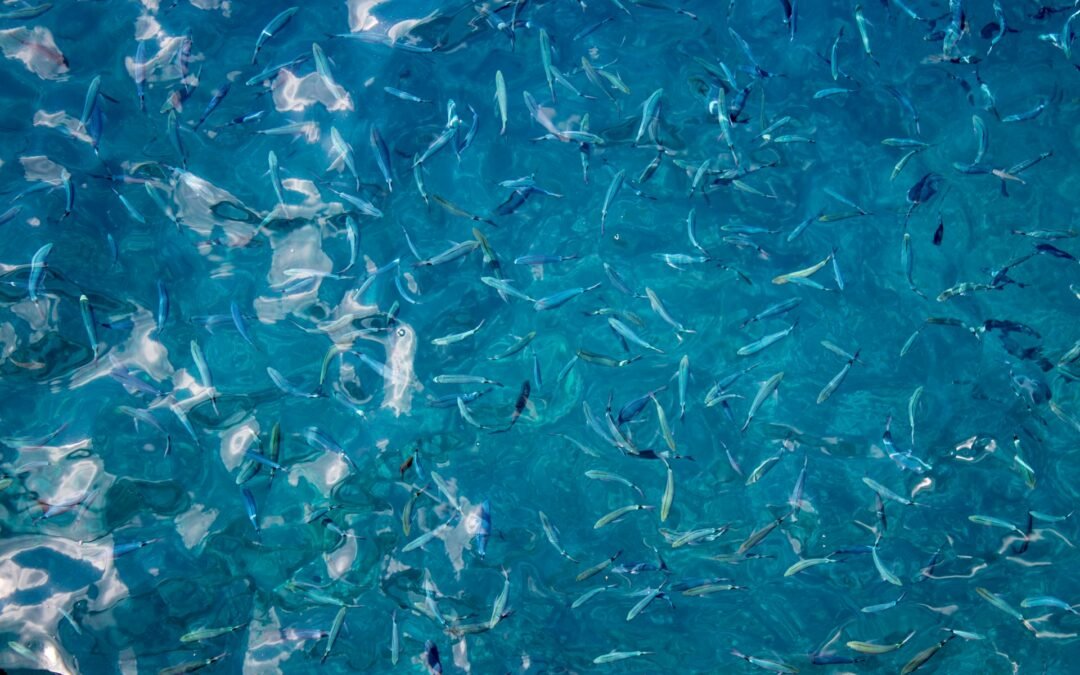 Data-Driven Aquaculture Improving Feed Efficiency