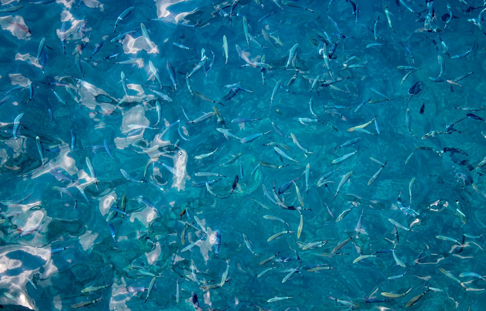 Data-Driven Aquaculture Improving Feed Efficiency