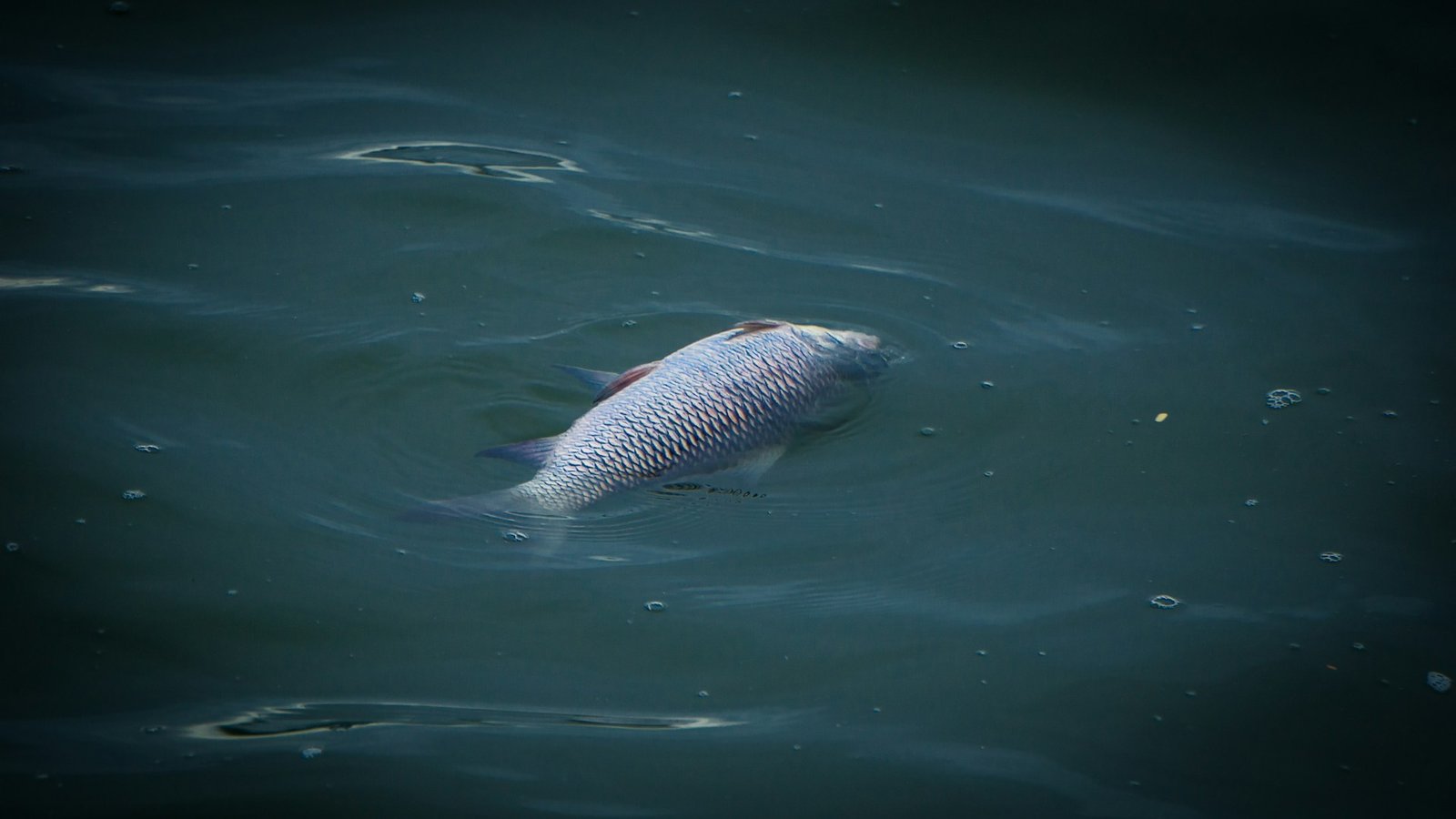 Dead fish in water