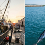 Sustainable Fisheries