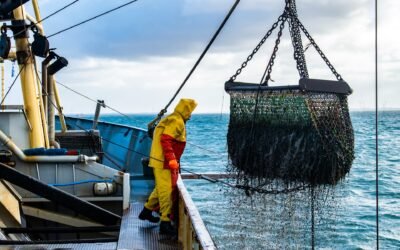 Turning Bycatch Into Opportunity: Balancing Profit and Sustainability