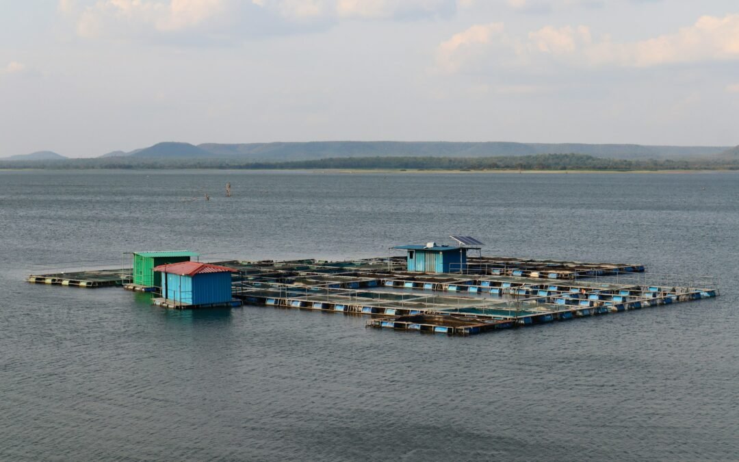 Aquaculture Business: Starting a Fish Farm with Low Investment