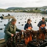seaweed farming
